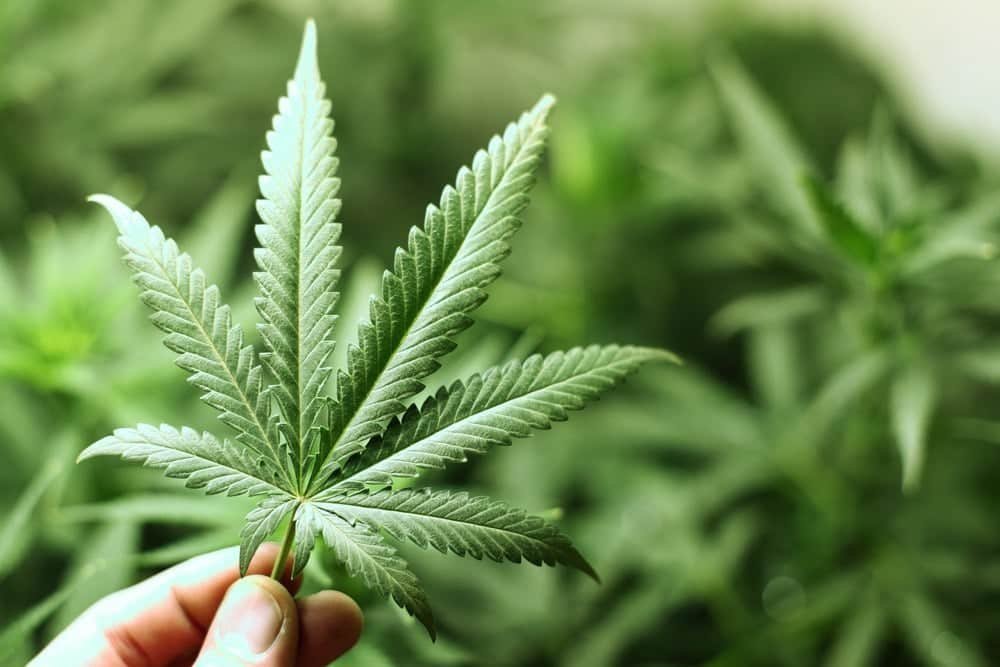 Marijuana Bill